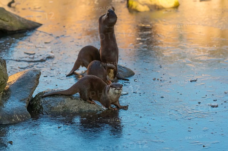 Four oriental small-clawed otter or Asian small-clawed otter (Aonyx cinerea), play with a small piece of ice on a frozen pond