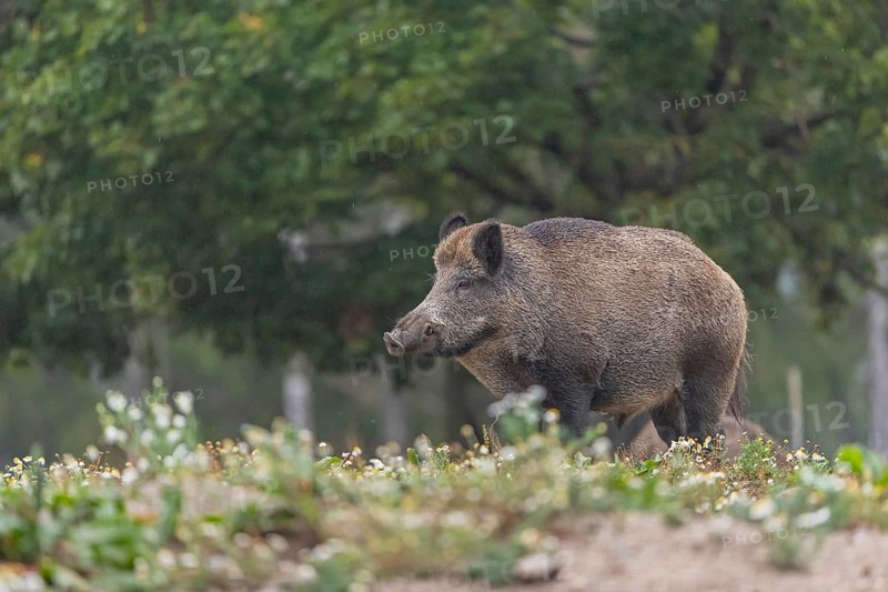 One adult wild boar or wild pig (Sus scrofa) searching for food on a flowering meadow in late afternoon light with a forest in first autumnal colours in the background