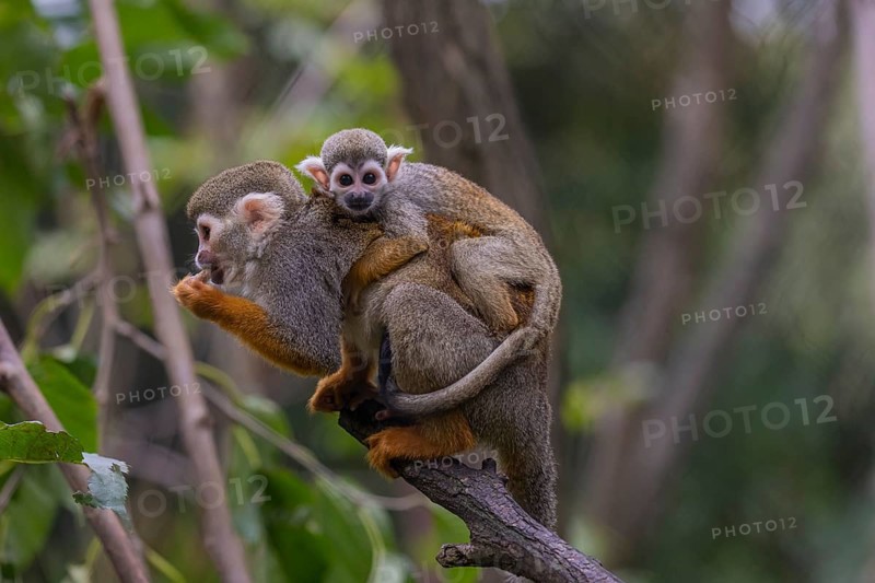 One female Central American squirrel monkey, Saimiri oerstedii, carrying her baby. Green vegetation around