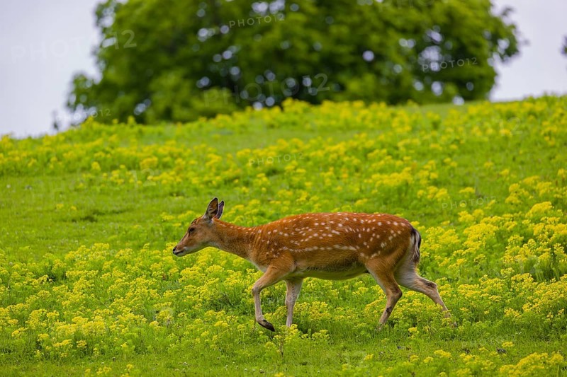 One female Manchurian sika deer or Dybowski's sika deer (Cervus nippon mantchuricus or Cervus nippon dybowskii) walks over a meadow on hilly ground