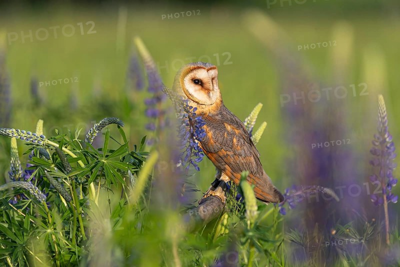 One barn owl (Tyto alba) sitting on a branch lying in a field of flowering lupines in late evening light