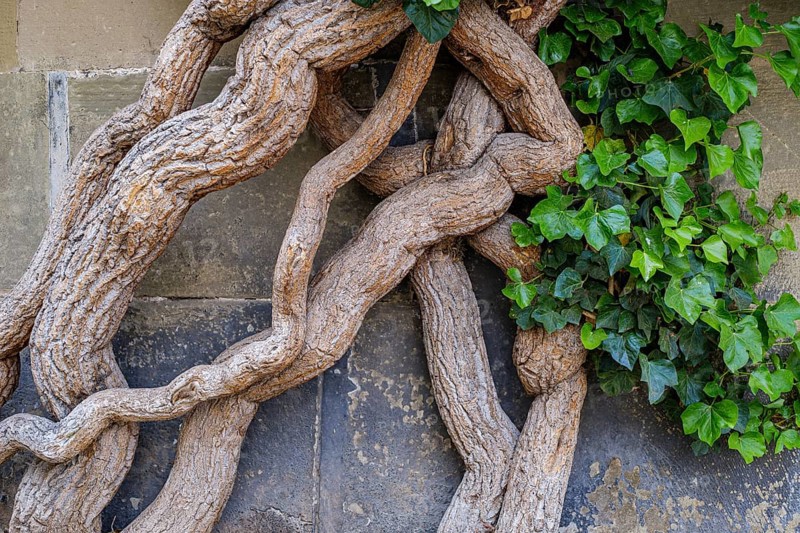 Common ivy, Hedera helix, growing on the outer wall of the Old Palace, Stuttgart, Baden-Württemberg, Germany, Europe