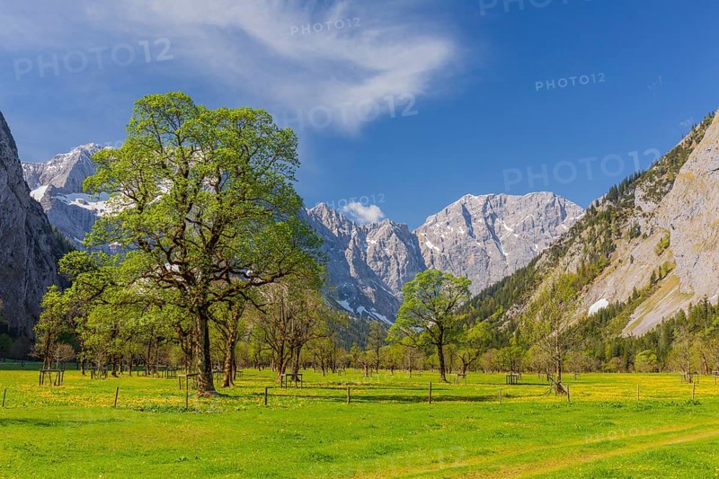 Nature conservancy area Grosser Ahornboden. Sycamore maple trees, Acer pseudoplatanus, in springtime. Karwendel Mountains, Austria, Europe