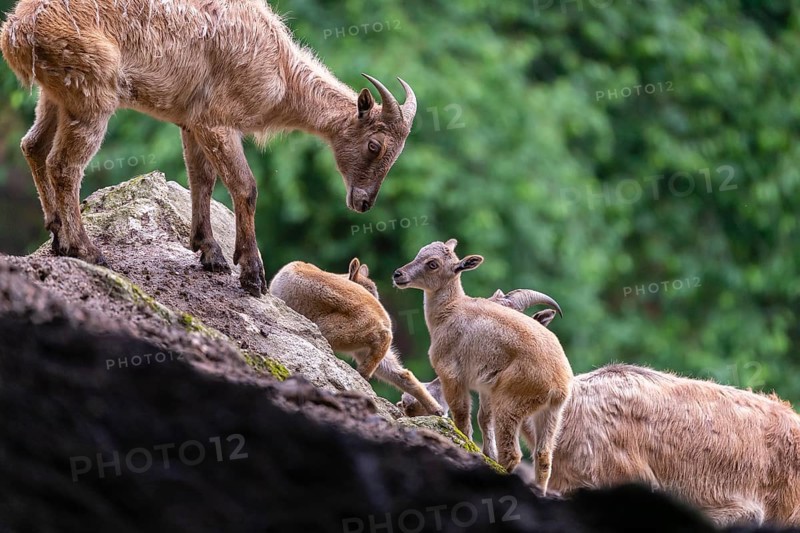 Two female Himalayan tahr (Hemitragus jemlahicus) stands on a rock with a group of young. In the background is a dense forest