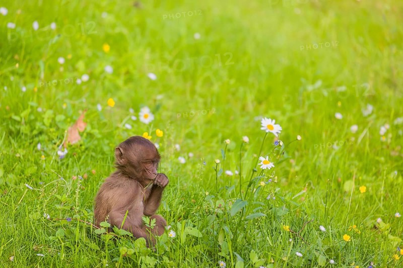 A baby Gelada (Theropithecus gelada), or bleeding-heart monkey, sits in a flowering meadow, eating grass