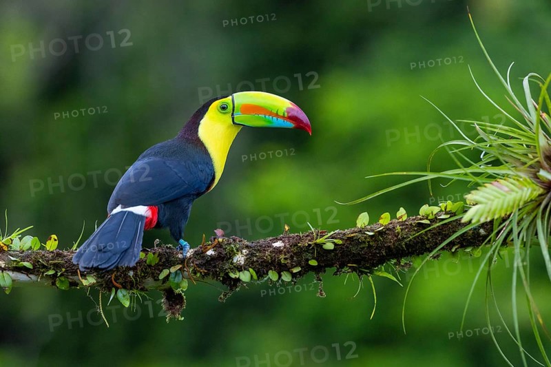 Fishing Toucan (Ramphastos sulfurantus), Toucans (Ramphastidae), Laguna del Lagarto Lodge, Alajuela, Costa Rica, Central America