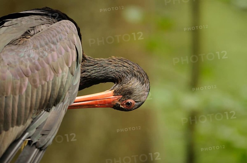 A black stork bends down, its bright orange beak stands out against the natural forest background, black stork (Ciconia nigra), Bavarian Forest National Park
