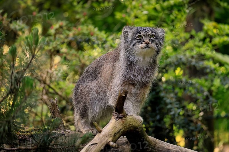 Manul (Otocolobus manul), Pallas's cat, adult, alert, on tree trunk