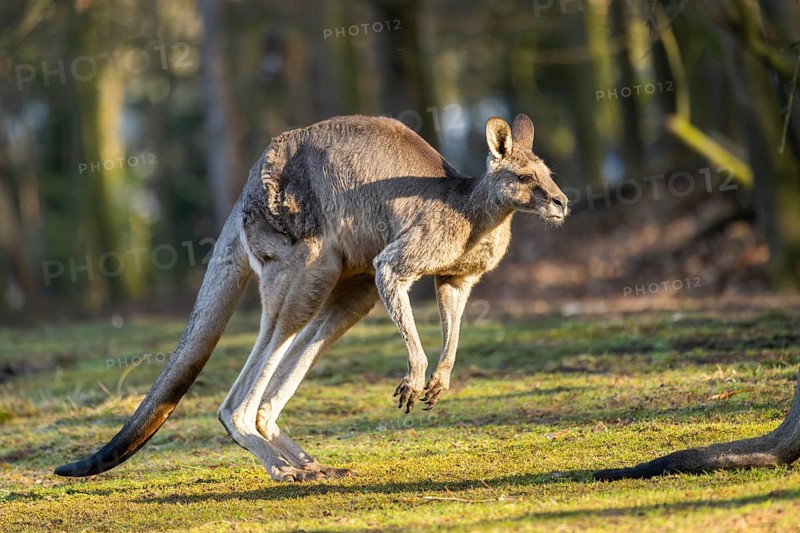 Eastern Gray Kangaroo (Macropus giganteus) on a meadow, captive, occurance Australia, Oceania