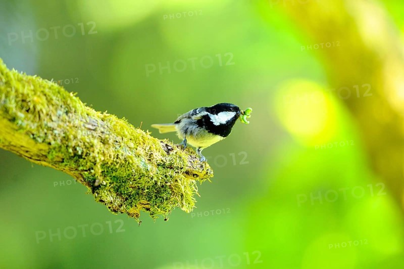 Tit with an insect in its beak on a moss-covered branch in a green environment, Fir Tit (Periparus ater), Bavaria