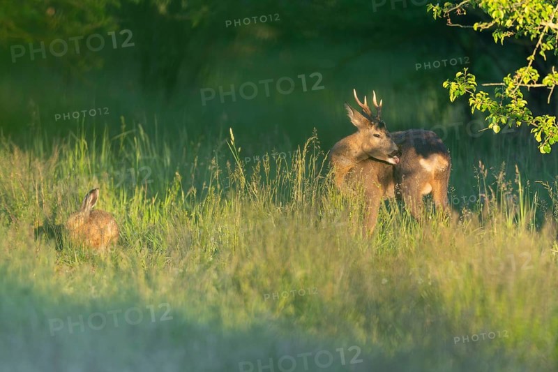 Roe deer (Capreolus capreolus), roebuck and brown hare (Lepus europaeus) in a meadow, wildlife, Thuringia, Germany, Europe