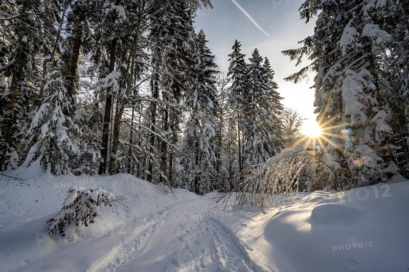 Snow-covered trees in a forest in winter, sun star in the morning, Estergebirge, Bavarian Prealps, Bavaria Germany