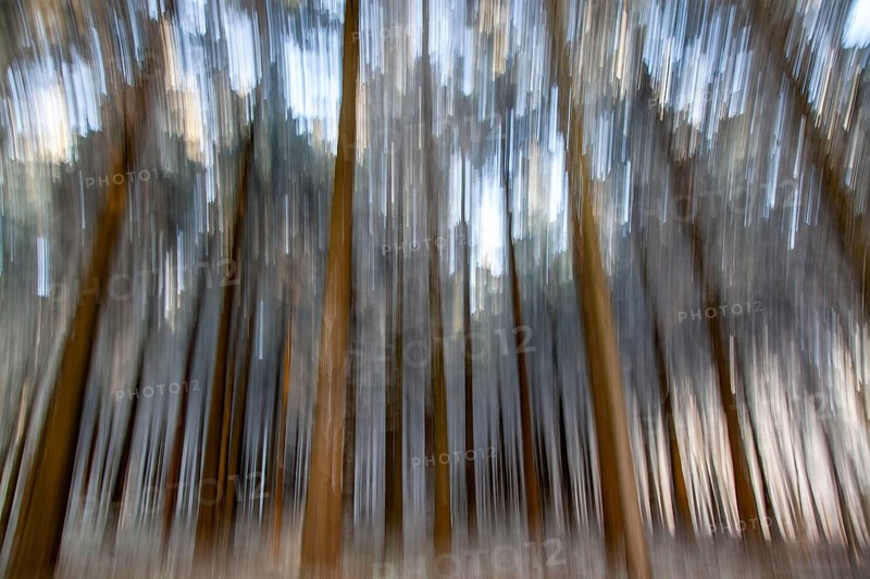 Winter, trees with hoarfrost in the forest, distorted, Baden-Würtemberg, Germany, Europe