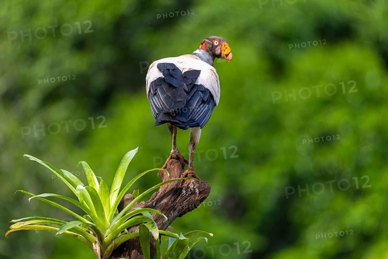 King vulture (Sarcoramphus papa), cock, vulture birds (Aegypiinae), Laguna del Lagarto Lodge, Alajuela, Costa Rica, Central America