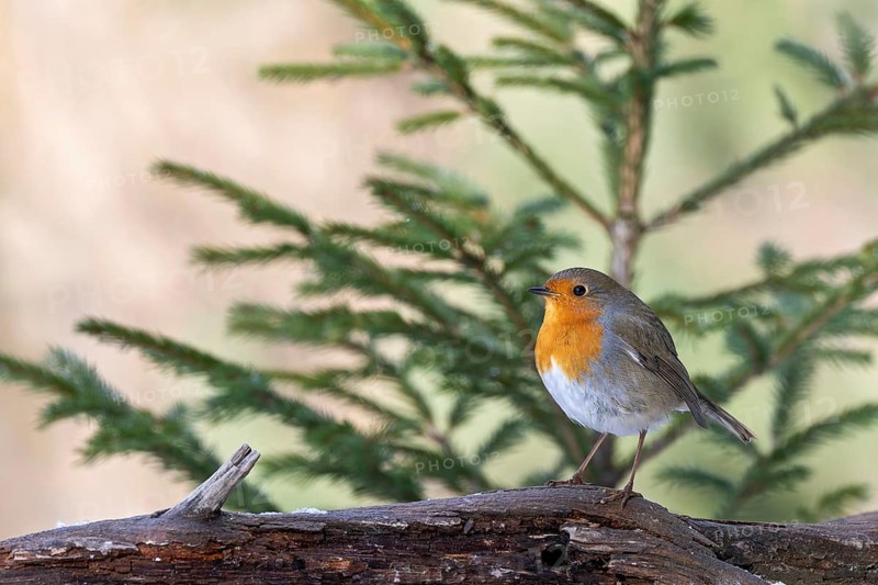 Robin (Erithacus rubecula), sitting on a branch, Terfens, Tyrol, Austria, Europe