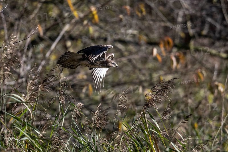 Common buzzard (Buteo buteo), flying, Emsland, Lower Saxony, Germany, Europe