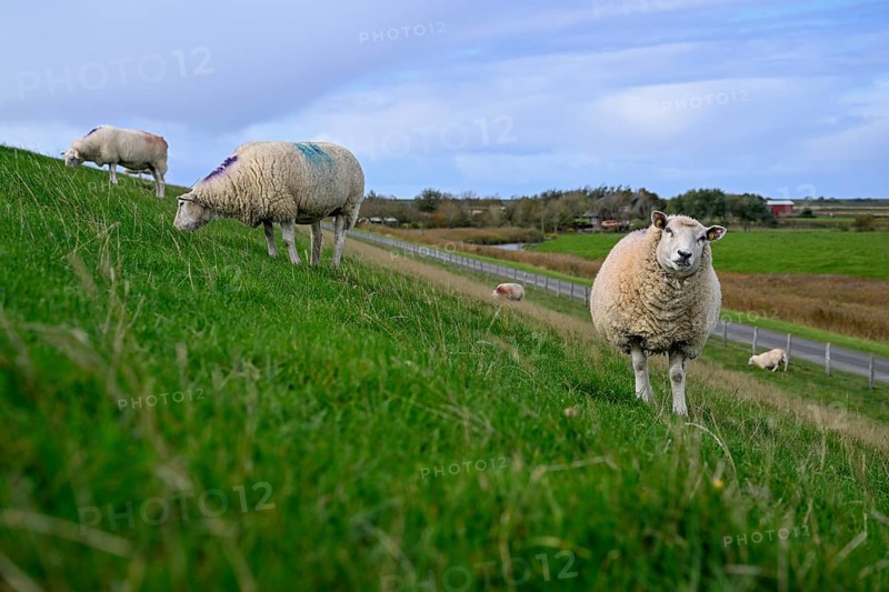 Sheep on a dyke, Pellworm Island, Schleswig-Holstein Wadden Sea National Park, North Frisia, Germany, Europe