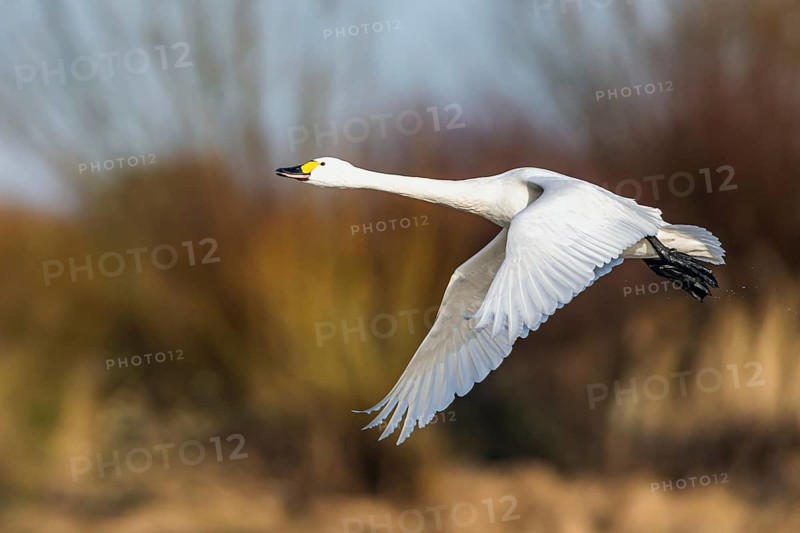 Tundra Swan, Bewick's Swan, Cygnus columbianus in flight at winter in Slimbridge, England, United Kingdom, Europe