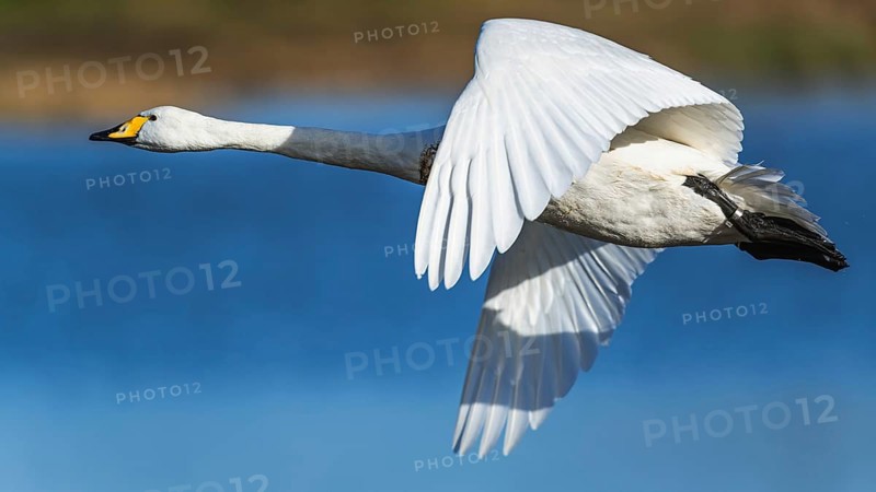 Tundra Swan, Bewick's Swan, Cygnus columbianus in flight at winter in Slimbridge, England, United Kingdom, Europe