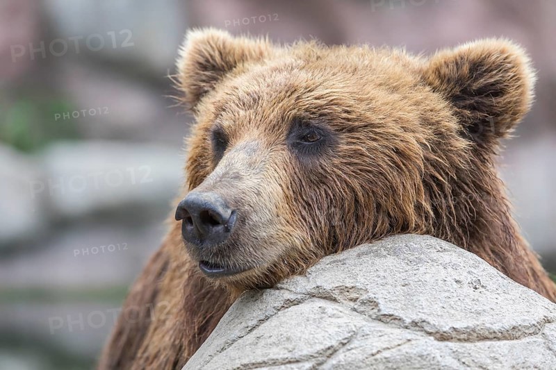 One Kamchatka brown bear (Ursus arctos piscator), portrait