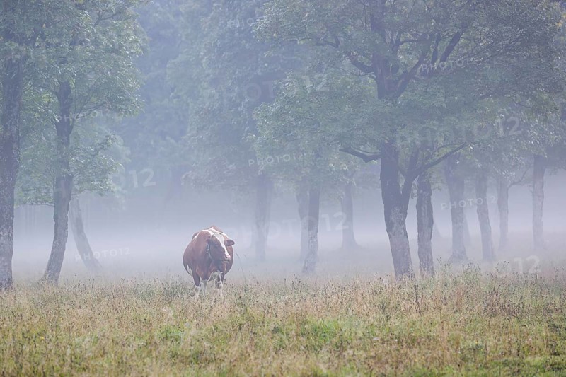 A Holstein Friesian cow stands grazing on a meadow with trees on a foggy day. Eng Valley, Austria, Europe