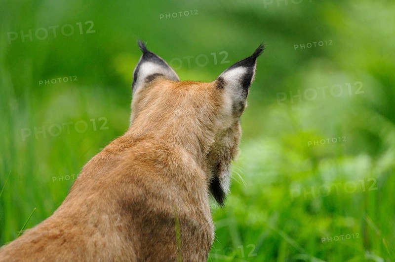 Rear view of a lynx in a natural environment. Focus on the characteristic ears and the furry rump, Eurasian lynx (Lynx lynx), Bavarian Forest National Park