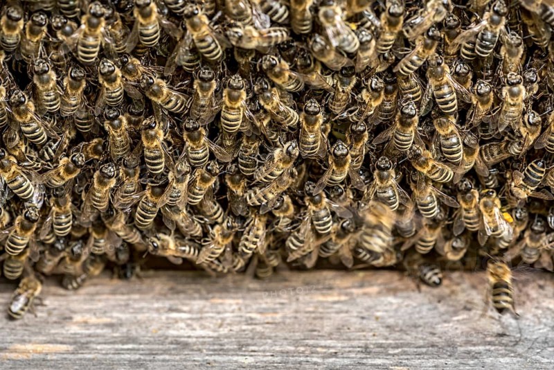 Bee colony, many bees, Western or European honey bee (Apis mellifera) on honeycomb outside at the entrance to the hive, Nidda, Wetterau, Hesse, Germany, Europe
