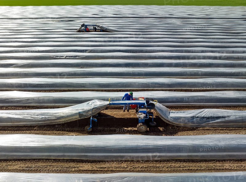 Wesel, North Rhine-Westphalia, Germany, Harvest workers from Eastern Europe harvest the first asparagus of the season in a field, Europe