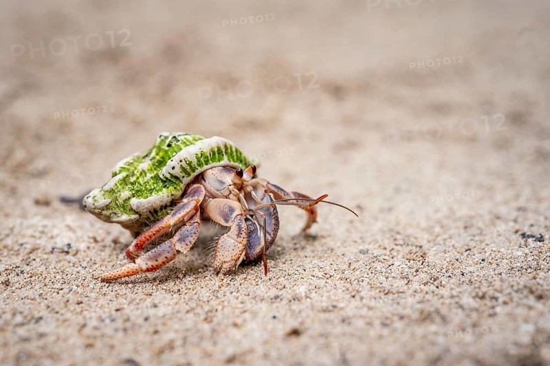 Caribbean hermit crab (Coenobita clypeatus), in the sand on the beach, Parque Nacional Cahuita, Costa Rica, Central America