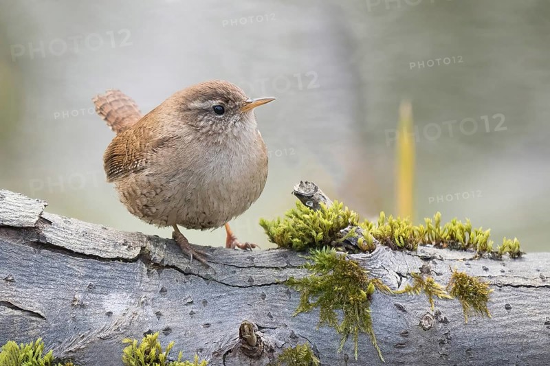 Wren (Troglodytes troglodytes) sitting on a moss-covered branch. Peace and closeness to nature, Hesse, Germany, Europe