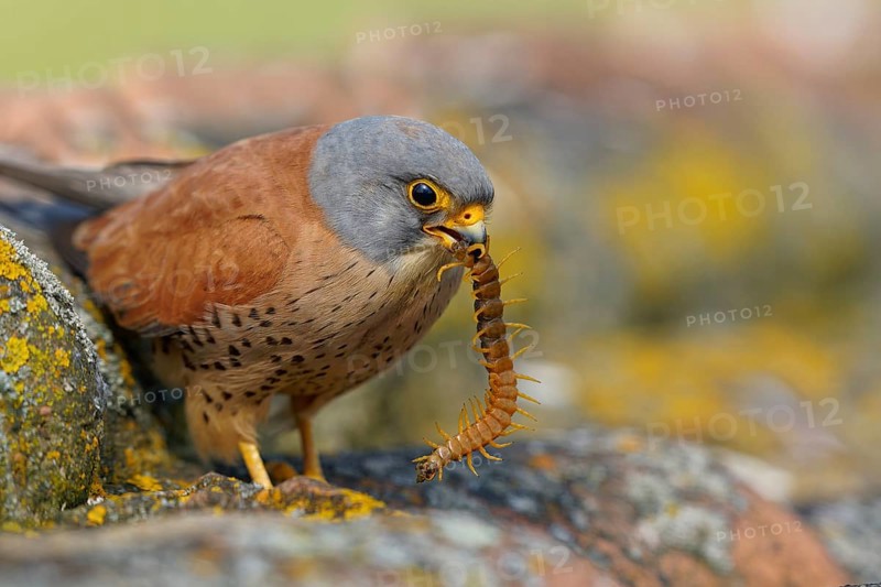 Male lesser kestrel (Falco naumanni) with captured scolopender (giant runner), Extremadura, Spain, Europe