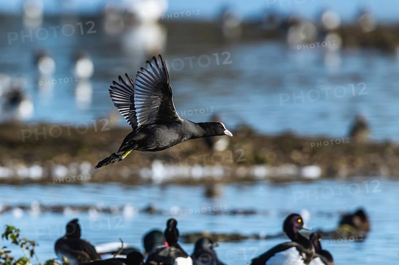 Eurasian Coot, Fulica atra, bird in flight over winter marshes