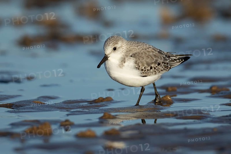 Sanderling (Calidris alba) adult wading bird in winter plumage on a beach, Norfolk, England, United Kingdom, Europe