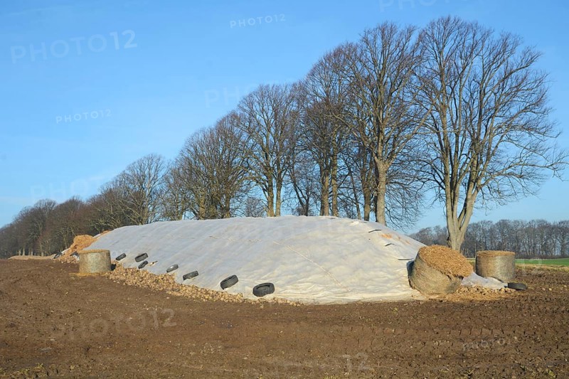 Pile of harvested sugar beets, covered by tarpaulin, waiting to be transported to the sugar factory. Charlottenlund, Ystad Municipality, Skåne County, Sweden, Scandinavia, Europe