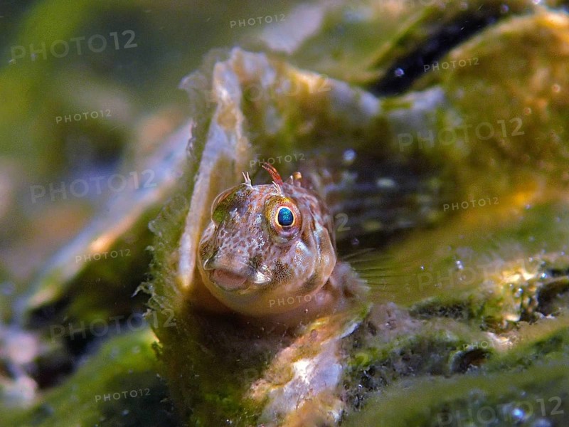 Small fish, algae blenny (Parablennius marmoreus), blenny, surrounded by algae and water, dive site John Pennekamp Coral Reef State Park, Key Largo, Florida Keys, Florida, USA, North America