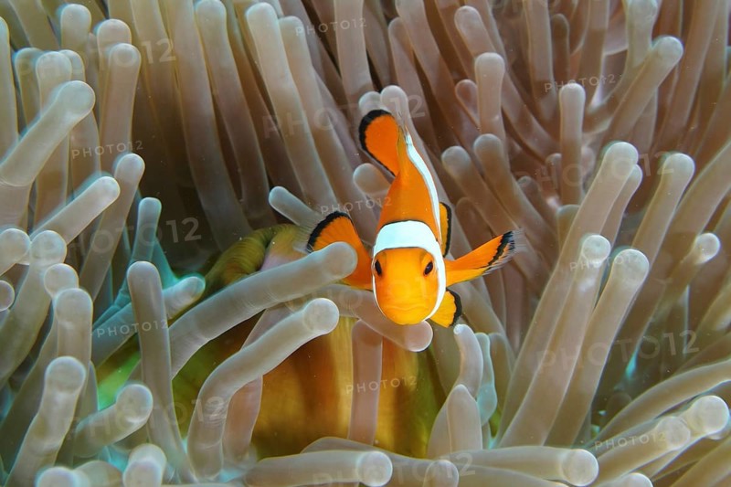 An Ocellaris Clownfish (Amphiprion ocellaris), Nemo, swimming curiously in a sea anemone, near its mouth, dive site Coral Garden, Menjangan, Bali, Indonesia, Asia