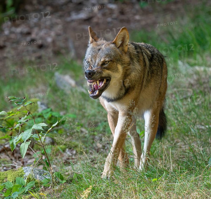 Wolf (Canis lupus) stands in a clearing in the forest and bares its teeth, Germany, Europe