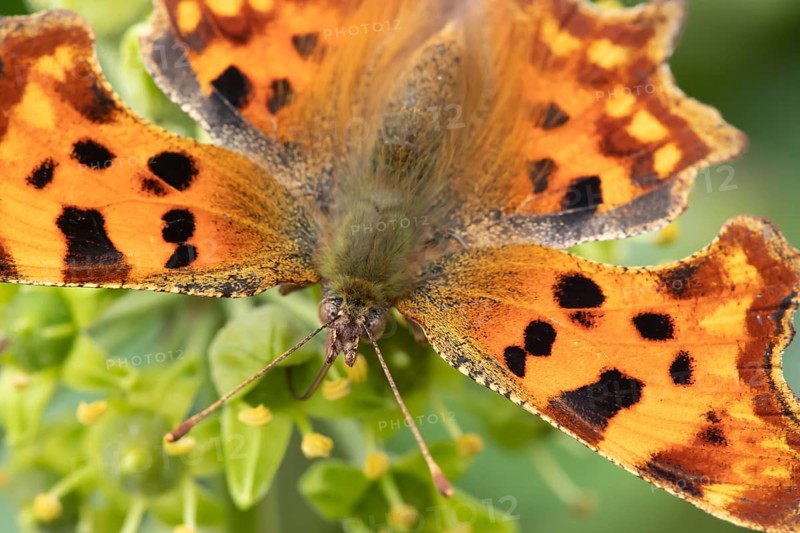 Comma butterfly (Polygonia c-album) adult insect feeding on a garden Ivy flower in summer, England, United Kingdom, Europe