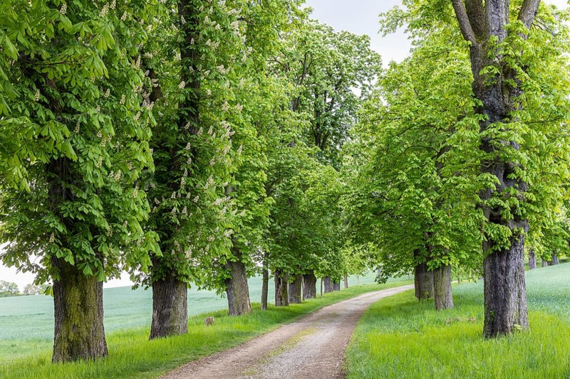 Listed avenue with old trees of white horse chestnut (Aesculus hippocastanum) in Hermsdorf, Ottendorf-Ockrilla, Saxony, Germany, Europe