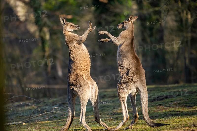 Eastern Gray Kangaroo (Macropus giganteus), two males fighting on a meadow, captive, occurance Australia, Oceania