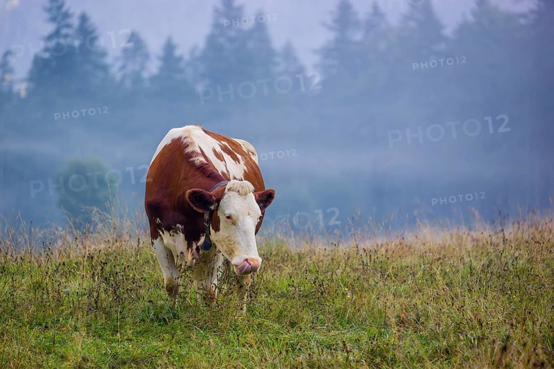 A Holstein Friesian cow stands grazing on a meadow with trees on a foggy day. Eng Valley, Austria, Europe