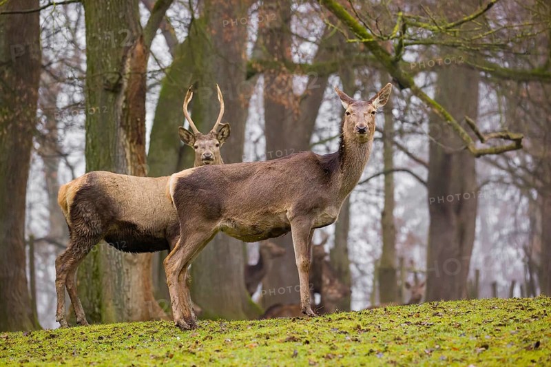 A Red Deer hind (Cervus elaphus) and a young stag stand on a green meadow at a forest edge on a foggy day