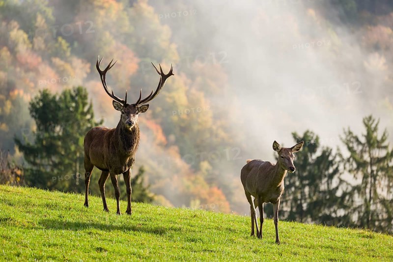 A red deer stag (Cervus elaphus) and a hind run across a meadow. A forest with autumn leaves can be seen in the background. Wisps of mist drift over the forest