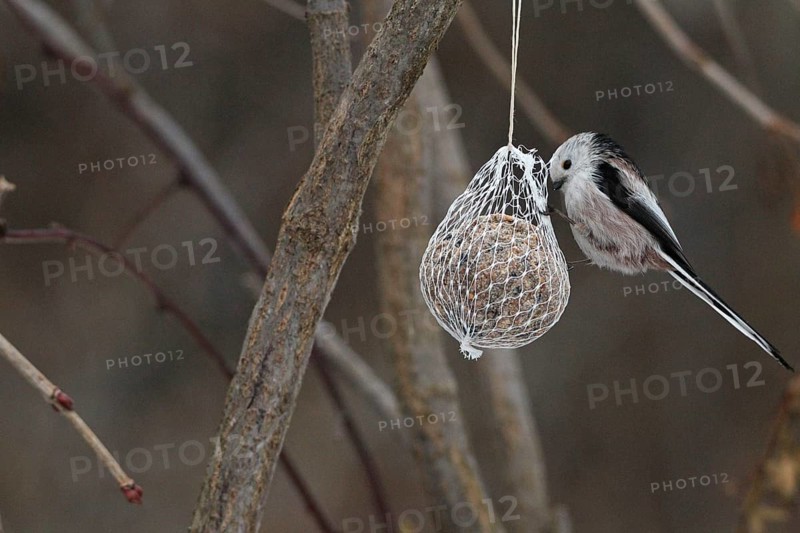 Long-tailed Tit (Aegithalos caudatus) on a tit dumpling at the winter feeding, Allgäu, Bavaria, Germany, Allgäu, Bavaria, Germany, Europe