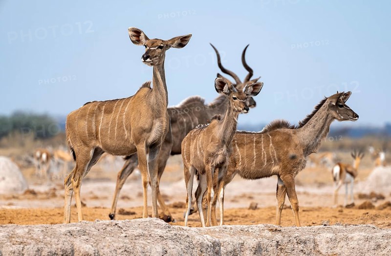 Greater kudu (Tragelaphus strepsiceros), adult female and two juvenile males, Nxai Pan National Park, Botswana, Africa