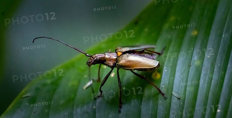 Longhorned beetle (Cerambycidae) sitting on a leaf, Tortuguero National Park, Costa Rica, Central America