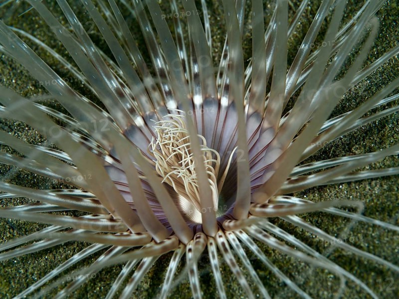 Close-up of a Banded cylinder rose (Pachycerianthus maua) with purple centre on sandy bottom, dive site House Reef, Penyapangan, Bali, Indonesia, Asia