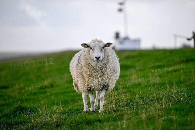 Sheep on a dyke, Pellworm Island, Schleswig-Holstein Wadden Sea National Park, North Frisia, Germany, Europe