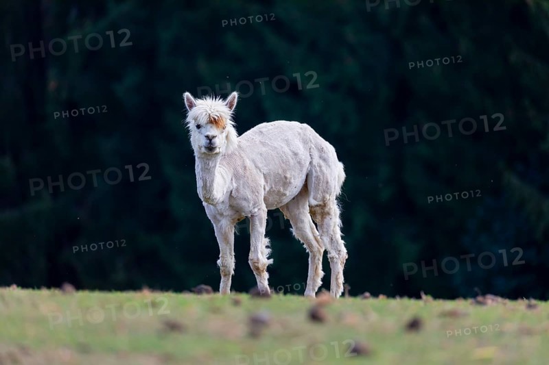 One freshly shorn alpaca (Vicugna pacos) stands on a meadow in front of a dark forest