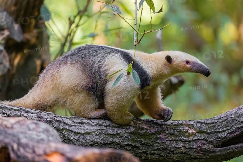 One southern tamandua (Tamandua tetradactyla), climbs up a tree in a forest
